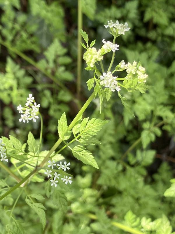 Chervil with lacy leaves and small white flowers