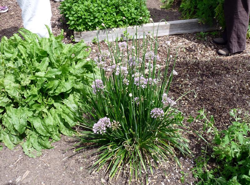A clump of chives with round purple flowers