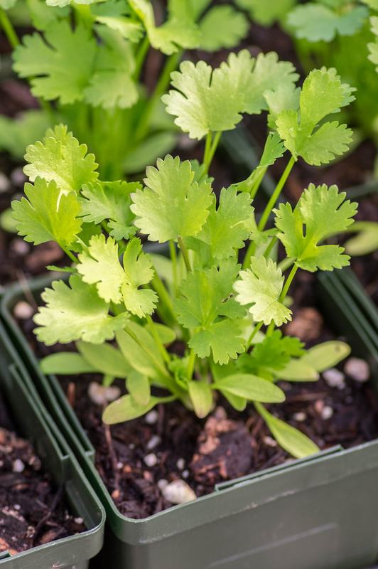 Young cilantro plants in pots