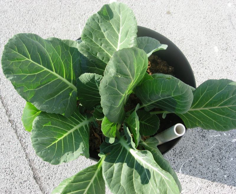 A collard plant with broad blue-green leaves