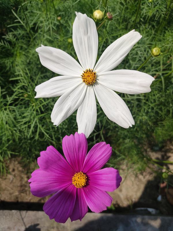 Cosmos flowers, one white and one magenta, over feathery leaves