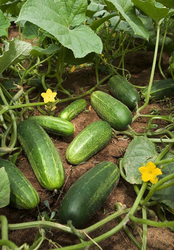 Cucumbers growing on the vine, with a yellow flower
