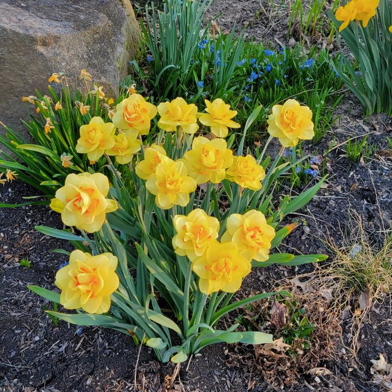 A clump of yellow daffodils