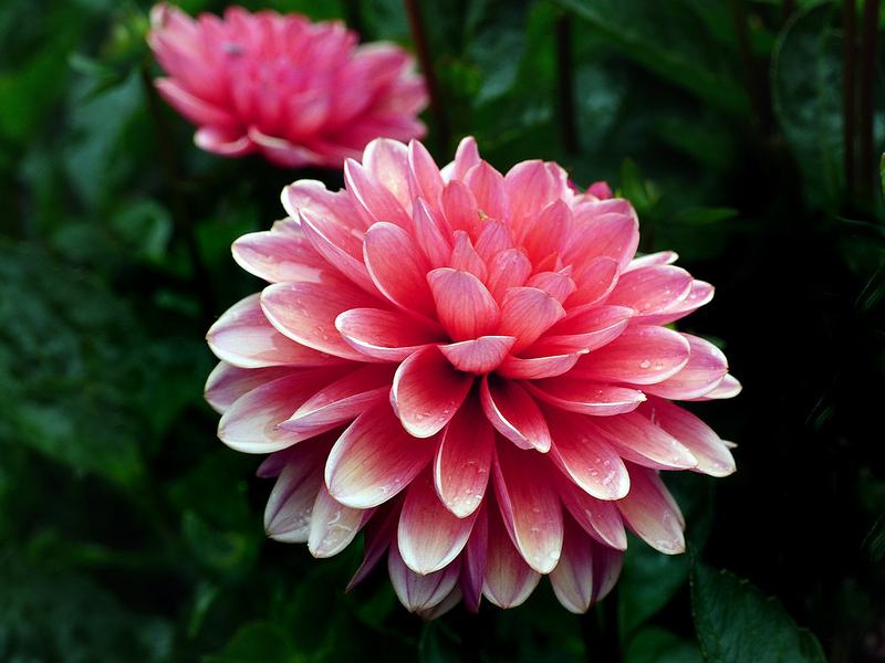 A full pink dahlia flower