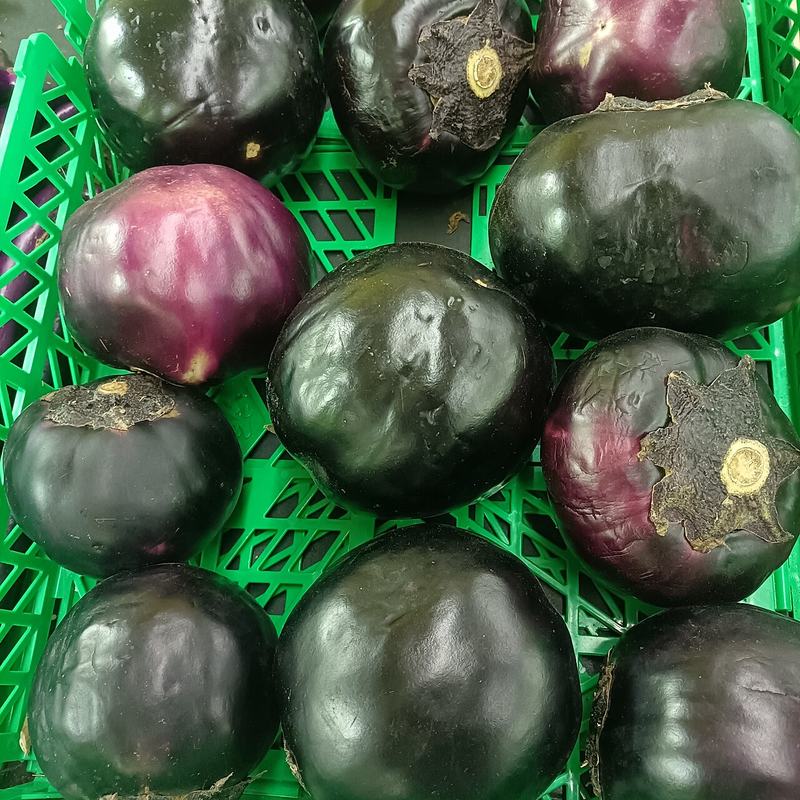 Glossy purple eggplants