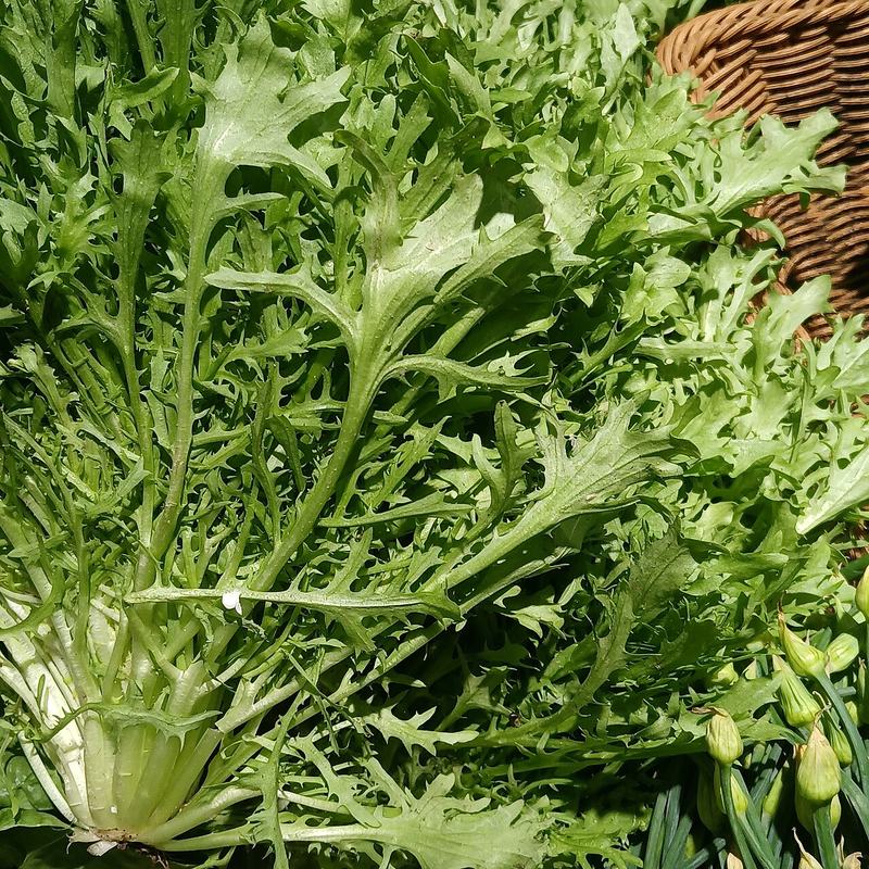A frilly head of curly endive
