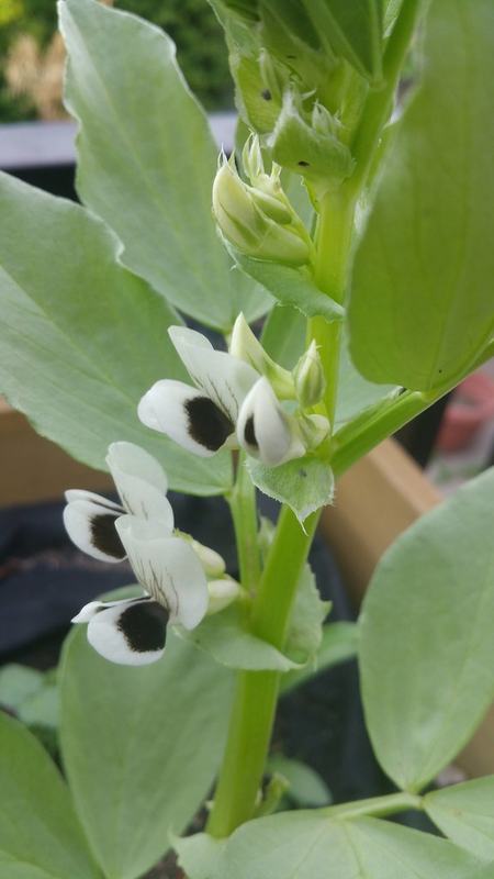 Fava bean plants with white and black flowers