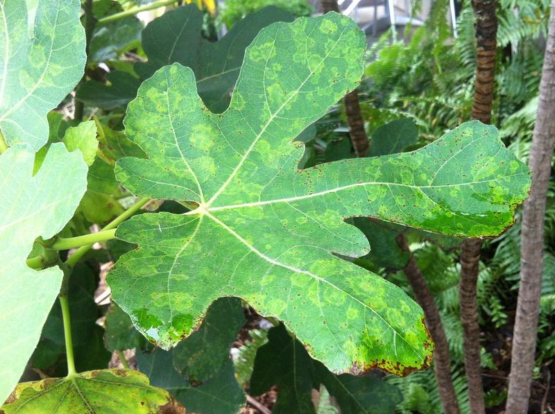 A fig branch with its big lobed leaves