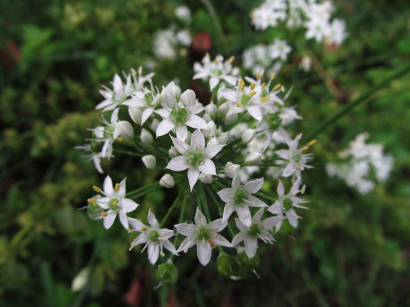 Garlic chives with clusters of white star-shaped flowers