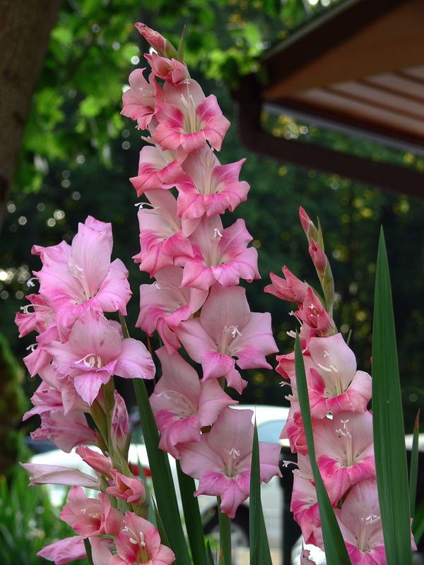 Tall spikes of pink gladiolus flowers
