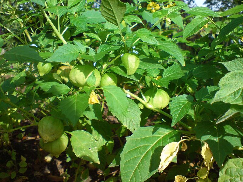 Ground cherry plants with fruit in papery husks