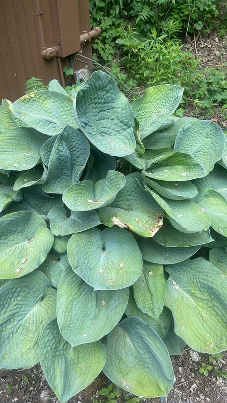 A clump of blue-green hosta leaves