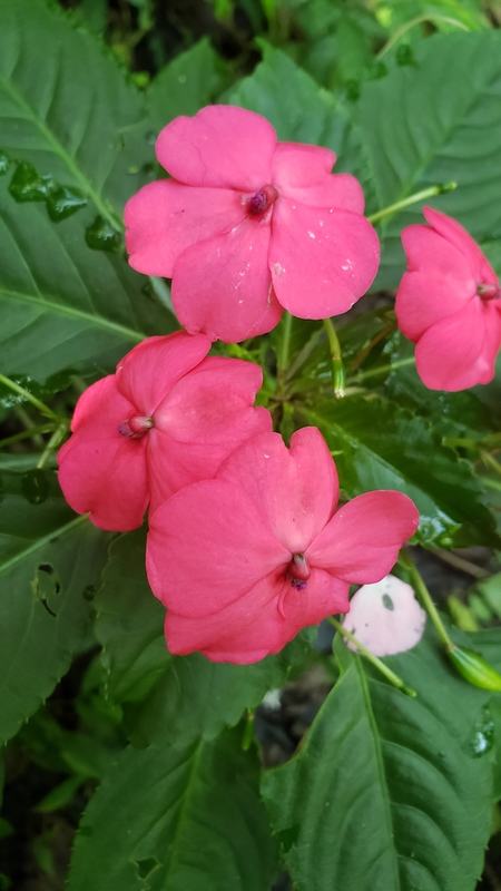Pink impatiens flowers