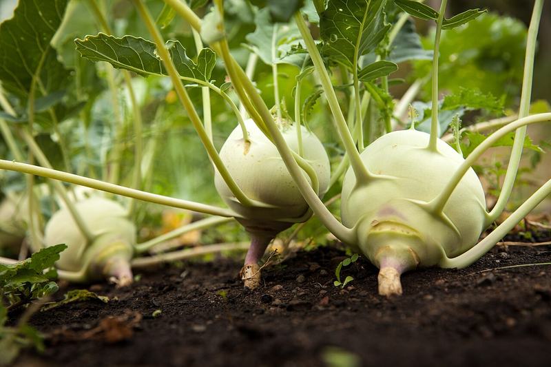 Pale green kohlrabi bulbs swelling above the soil