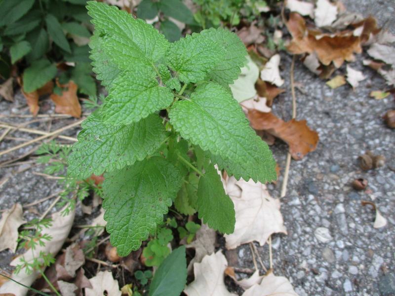 Lemon balm, bright green wrinkled leaves