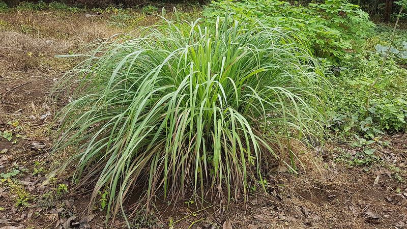 A big clump of lemongrass