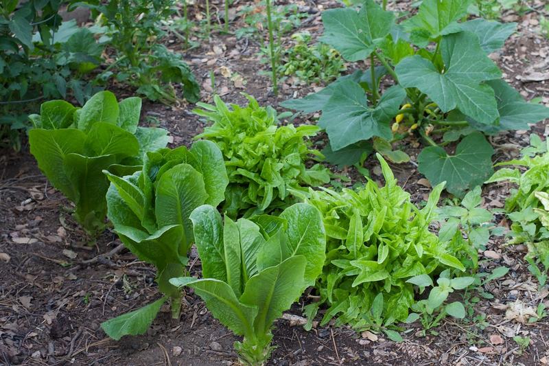 Rows of leaf lettuce growing in the garden