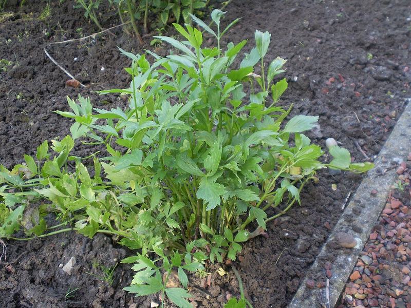 A young lovage plant with celery-like leaves