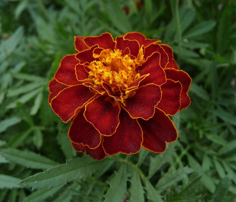 A French marigold, deep red edged with gold