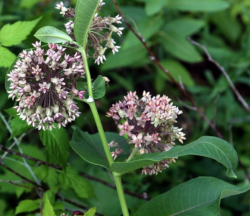 Common milkweed with round pink flower clusters