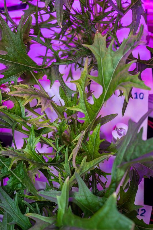 Mizuna with deeply cut, feathery leaves