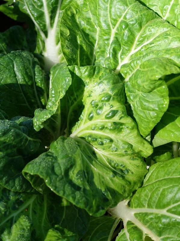 Broad, crinkled mustard green leaves