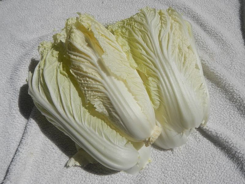 Heads of napa cabbage, pale and tightly wrapped