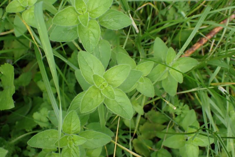 Oregano leaves growing in a low mat