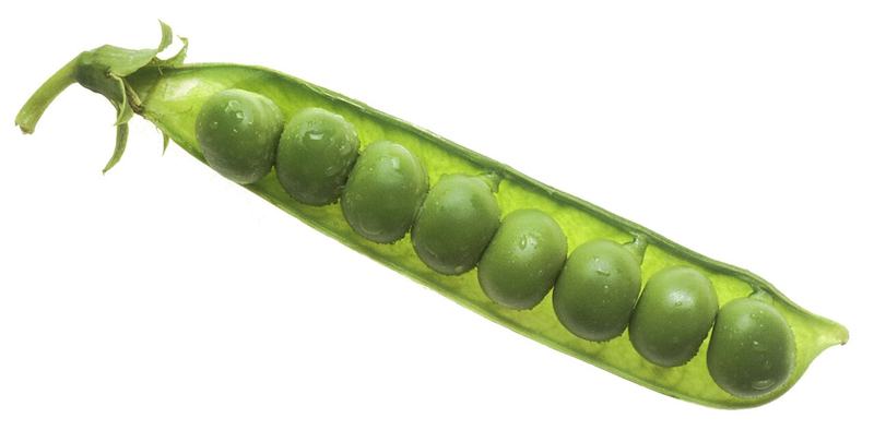 An open pea pod full of green peas