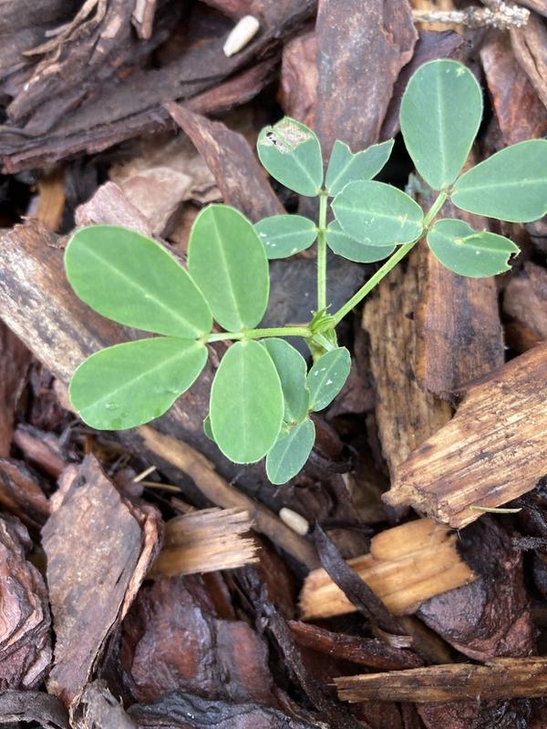 A young peanut plant with rounded leaflets