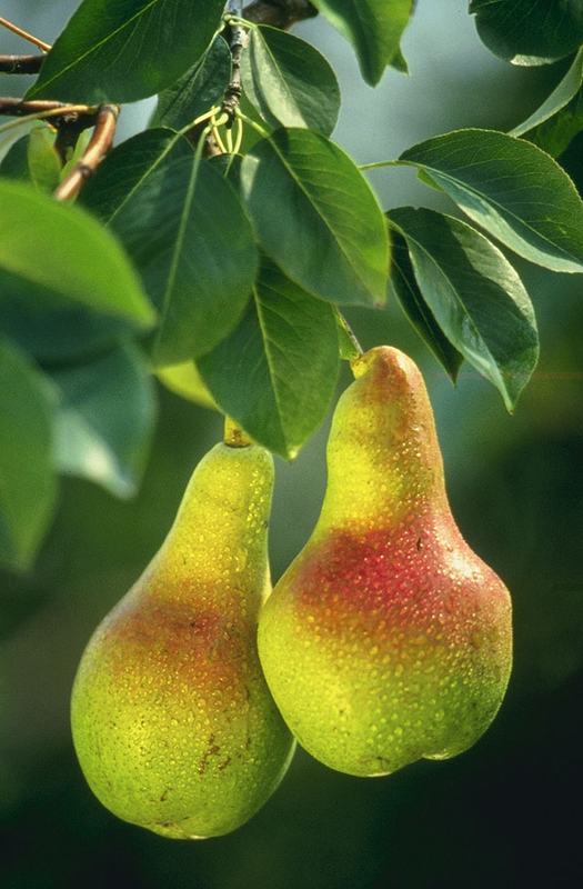 Two ripe pears on the branch