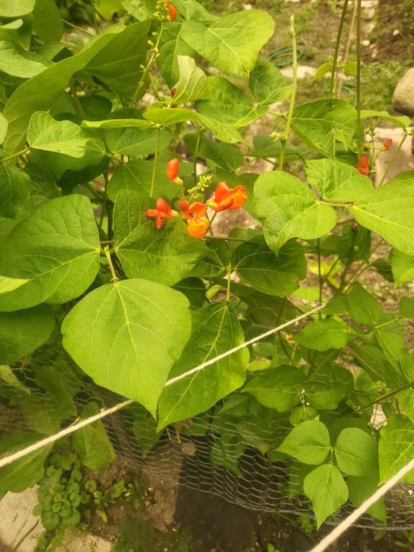 Runner beans climbing, with bright red flowers