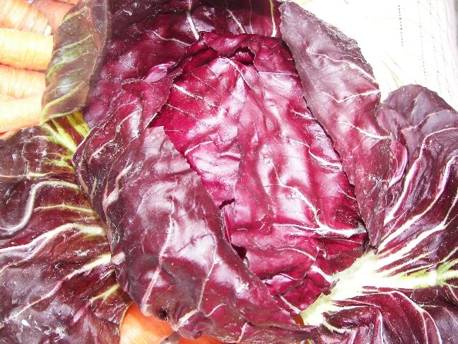 A head of red radicchio with white veins