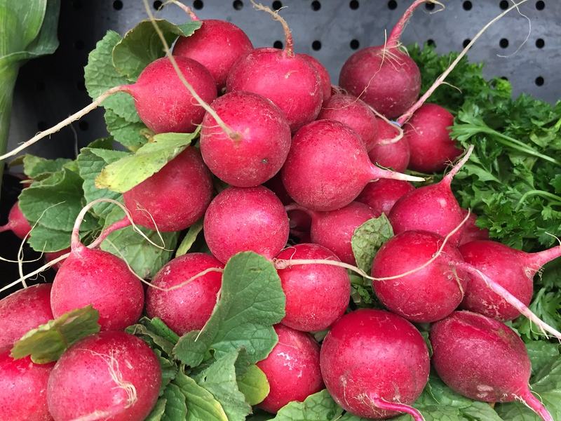 A pile of round red radishes
