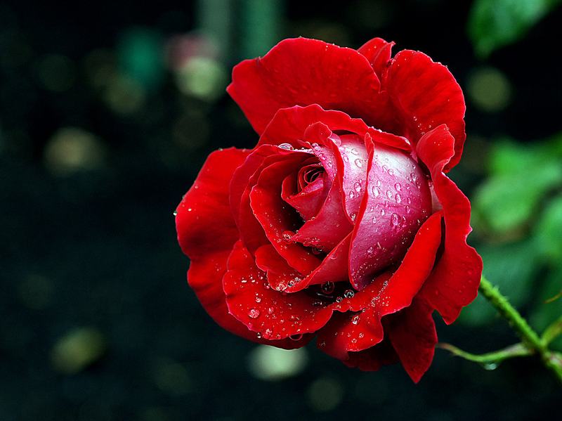 A red hybrid tea rose