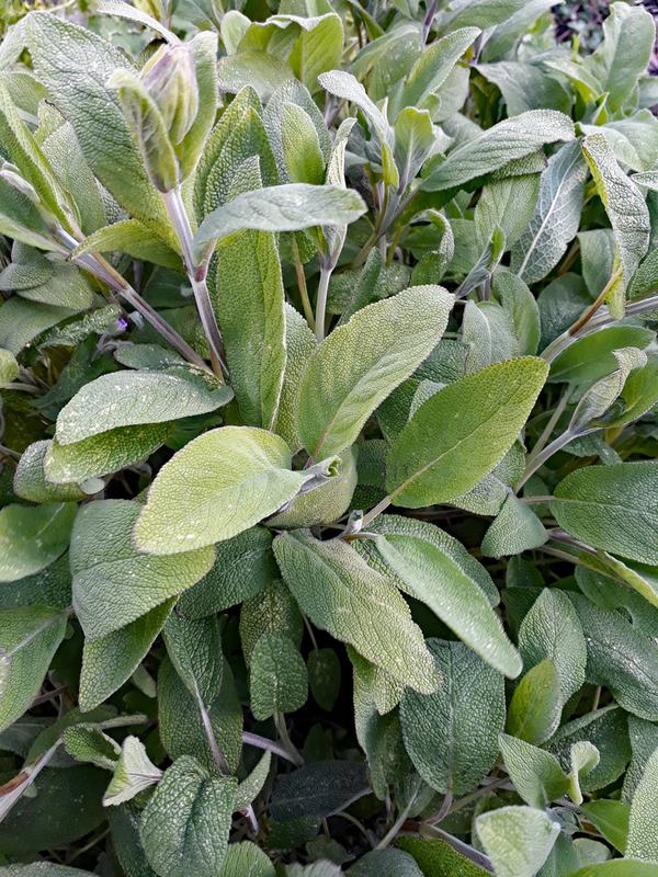 Garden sage with soft gray-green leaves