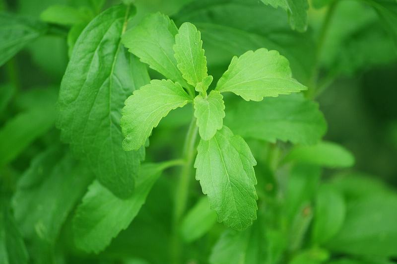 Bright green stevia leaves