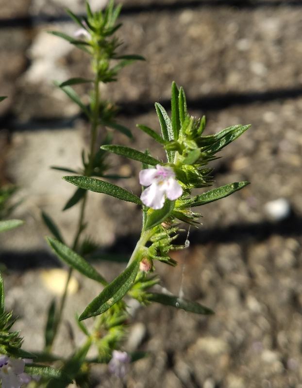 Summer savory with narrow leaves and a small white flower