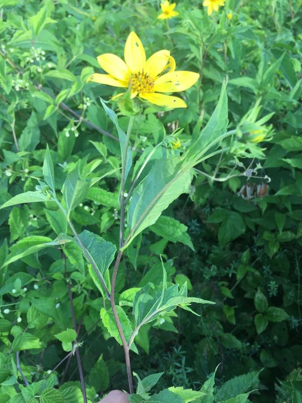 A sunchoke plant with yellow sunflower-like flowers