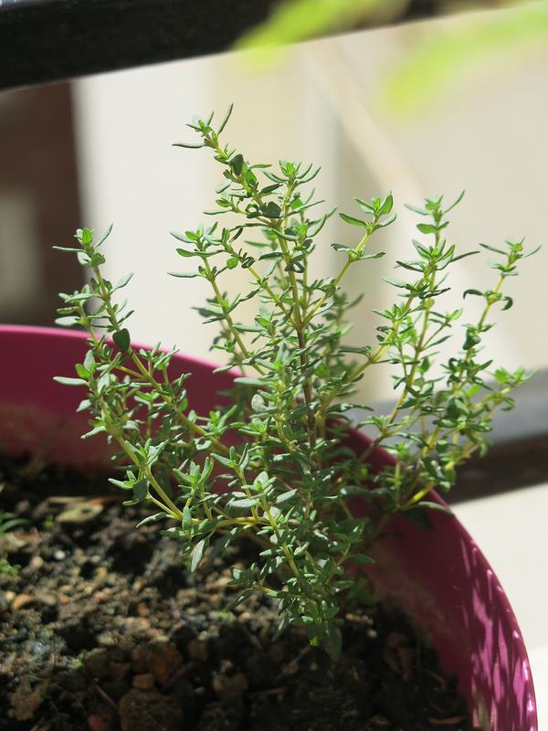 A small thyme plant in a pot