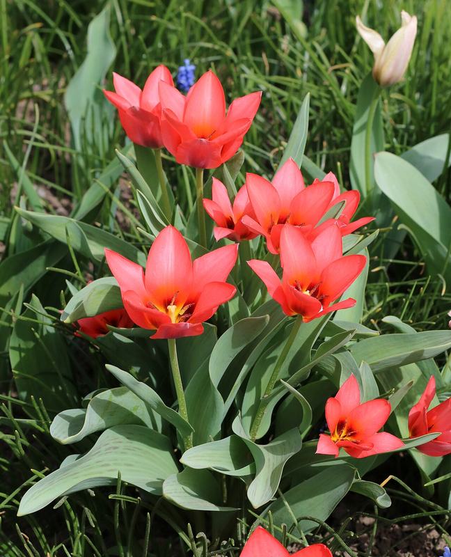 Red tulips in a garden bed