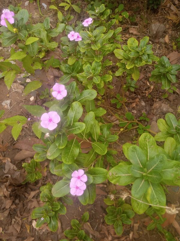 Annual vinca with pink flowers and glossy leaves