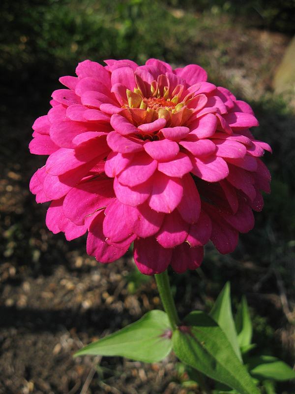 A full magenta zinnia flower